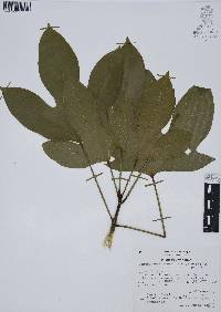 Dendropanax arboreus image