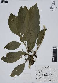 Dendropanax arboreus image