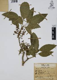 Dendropanax arboreus image