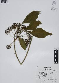 Dendropanax arboreus image