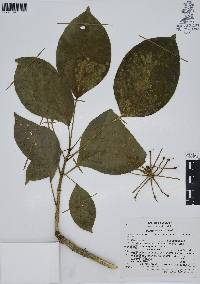 Dendropanax arboreus image