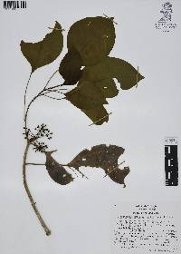 Dendropanax arboreus image