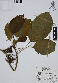 Dendropanax arboreus image