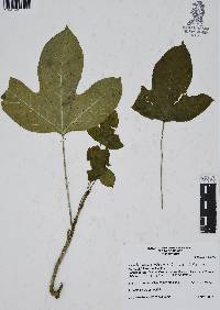 Dendropanax arboreus image