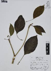 Dendropanax arboreus image