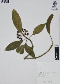 Dendropanax arboreus image