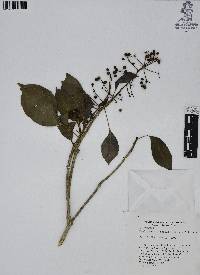 Dendropanax arboreus image