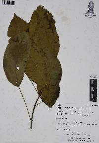 Dendropanax arboreus image