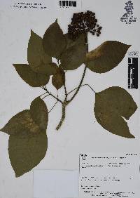 Dendropanax arboreus image