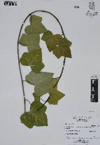 Hedera helix image