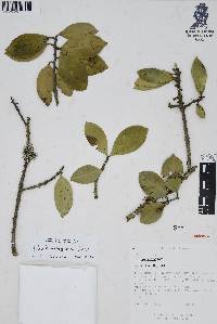 Ilex brandegeeana image