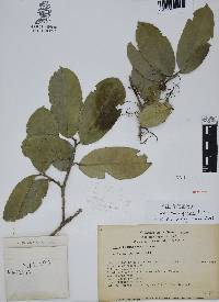 Ilex brandegeeana image