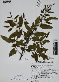 Ilex condensata image