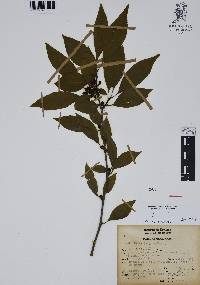 Ilex condensata image