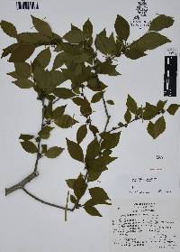 Ilex condensata image