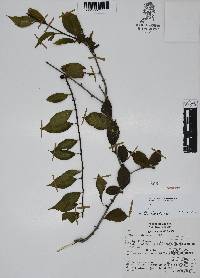 Ilex condensata image