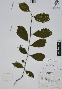 Ilex condensata image