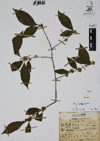 Ilex condensata image