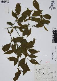 Ilex condensata image