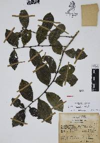 Ilex discolor image