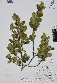 Ilex discolor image