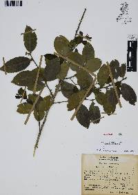 Ilex discolor image