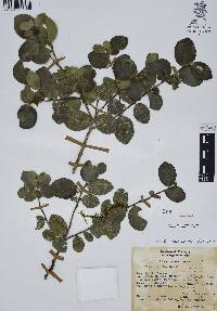 Ilex discolor image