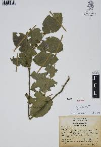 Ilex discolor image