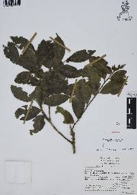Ilex discolor image