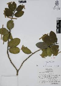 Ilex discolor image