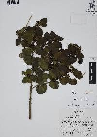 Ilex discolor image