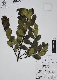 Ilex discolor image