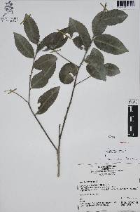 Ilex discolor image