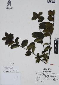 Ilex discolor image