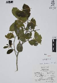 Ilex discolor image