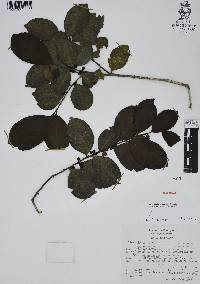 Ilex discolor image