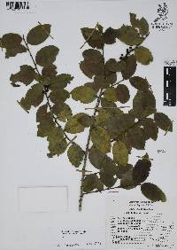 Ilex discolor image