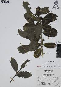 Ilex discolor image