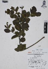 Ilex discolor image