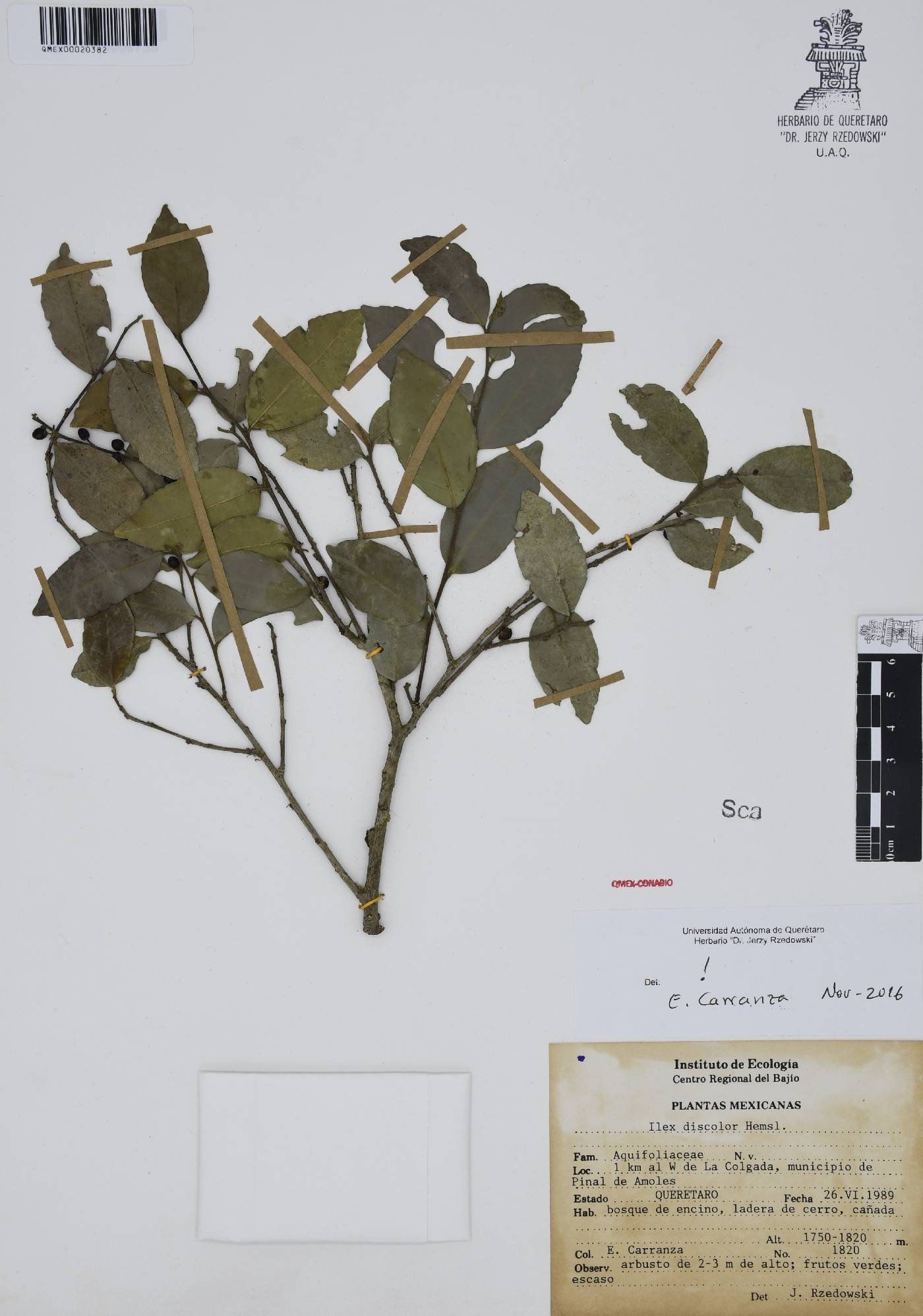 Ilex discolor image