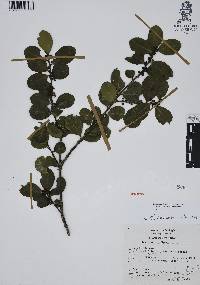 Ilex discolor image