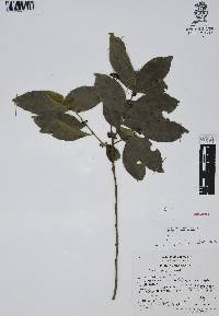 Ilex discolor image