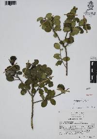 Ilex discolor image