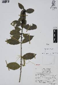 Ilex discolor image