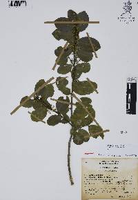 Ilex discolor image