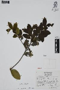 Ilex discolor image