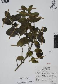 Ilex discolor image