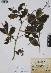 Ilex discolor image