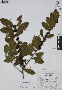 Ilex discolor image
