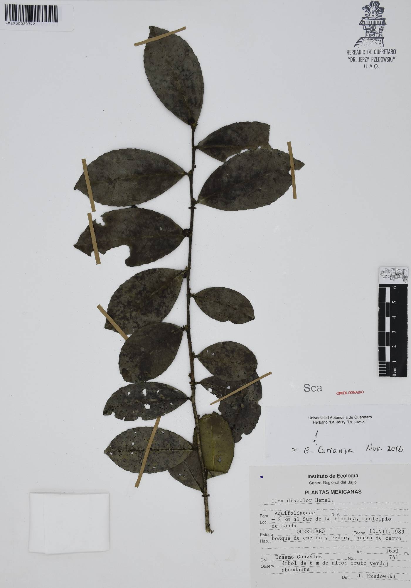 Ilex discolor image